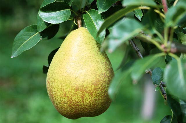 Груша Бере рояль популярна в нашей стране